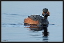 Geoorde fuut, Black-necked Grebe, Podiceps nigricollis Location: Twente, the Netherlands geoorde fuut D2 4977 kopie